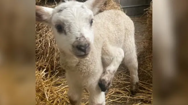 다섯개 다리가 있는 새끼 양