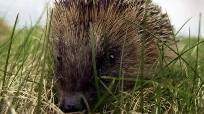 A hedgehog in the wild