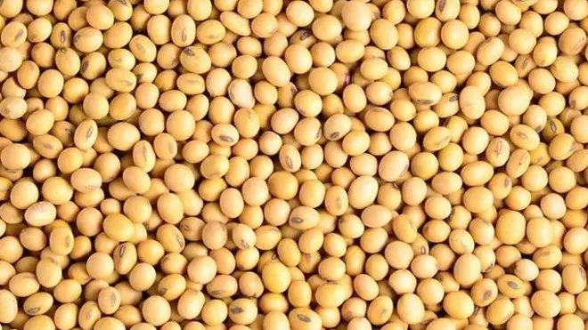 大豆是全球四大消费食品之一。