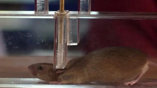 ઉંદરનો વીડિયો