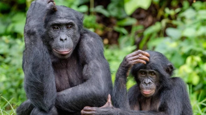 ลิงโบโนโบ