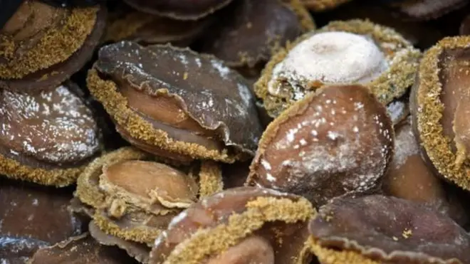 Les ormeaux sont séchés et transportés par contrebande à l'étranger.