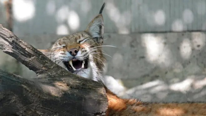 Рись у харківському зоопарку. у дикій природі в Україні вони зустрічаються рідко