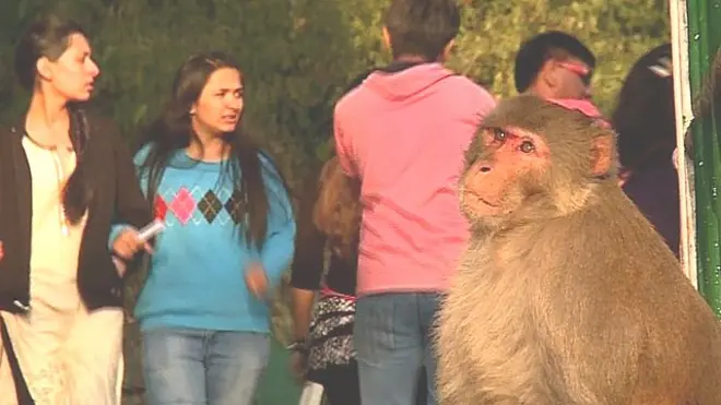 ہماچل پردیش میں بندروں کی بڑھتی ہوئی تعداد کافی مصیبت کا باعث بن گئی ہے