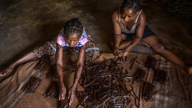 เกษตรกรหญิงกำลังตากฝักวานิลลา