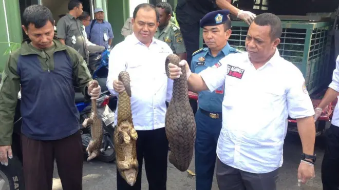 Trenggiling yang disita ditempatkan di penampungan sementara Balai Besar Konservasi Sumber Daya Alam (BBKSDA) Riau.