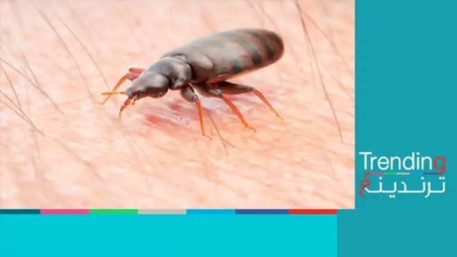 بق الفراش في فرنسا