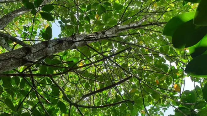 mikoko pwani ya Kenya