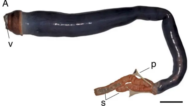 The giant shipworm feeds from a valve (marked V) and has two siphons at its tail (marked S) to take in and expel water
