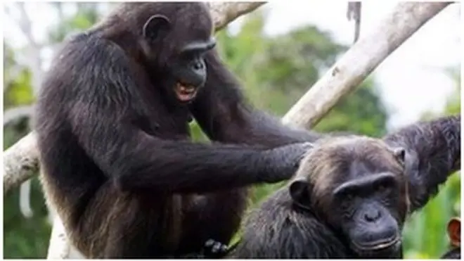 Chimpaazonni yeroo hunda galagal mandhee haaraatti galu