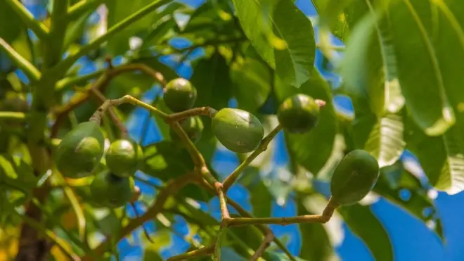 انحسر الطلب على ثمار الكيدوندونغ في العقود الأخيرة