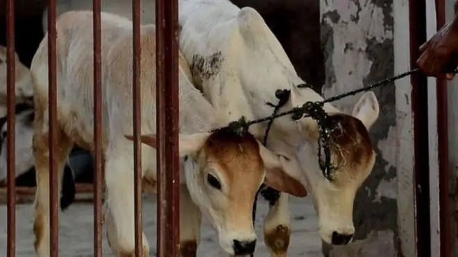 Slaughtering cows is already banned in several Indian states