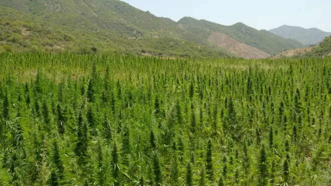 يحتل المغرب المرتبة الأولى عالميا في إنتاج نبتة القنب الهندي