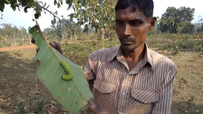 مہر سبر ریشم کا کیڑا دکھاتے ہوئے