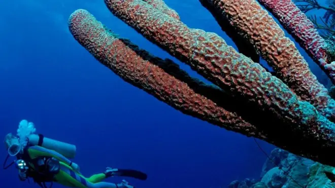 Los productos químicos encapsulados en las capas de coral registran todo tipo de actividad humana.