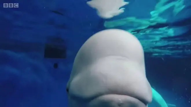 9000km 자유를 향한 여정에 나선 리틀 그레이와 리틀 화이트