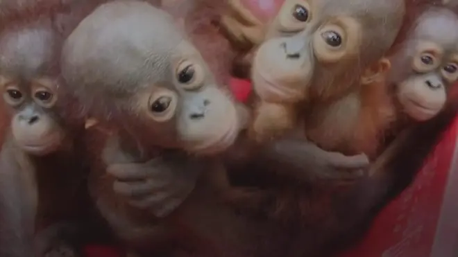 BM: 1 milyon canlı türü yok olma tehlikesi altında