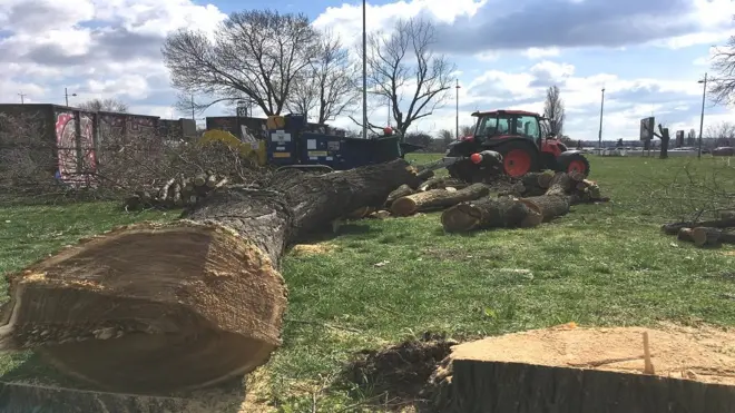 Због гондоле су посечена стабла на Ушћу и Калемегдану