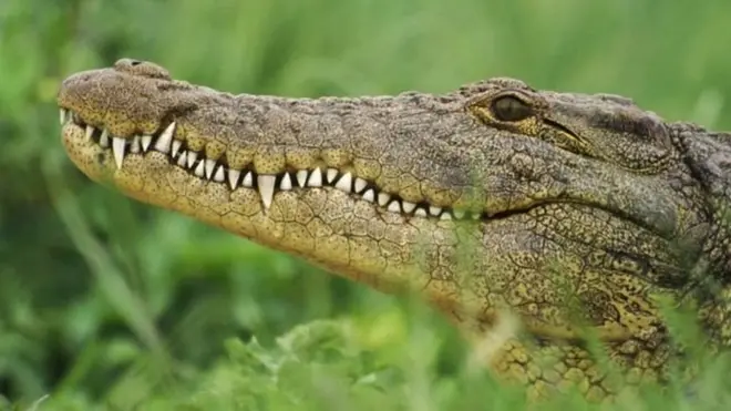 تعيش التماسح في مائلها بالمياه العذبة، كالأنهار والبحيرات