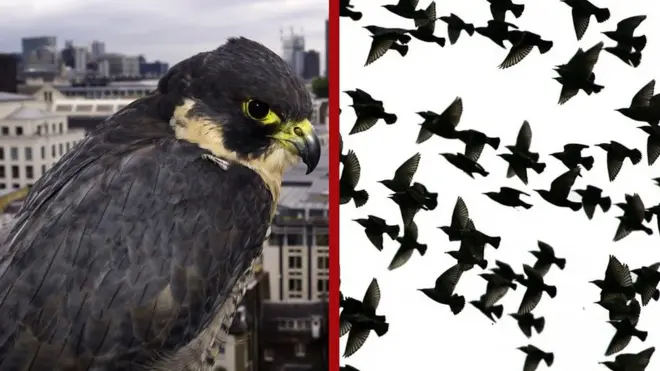 Сапсан vs скворцы