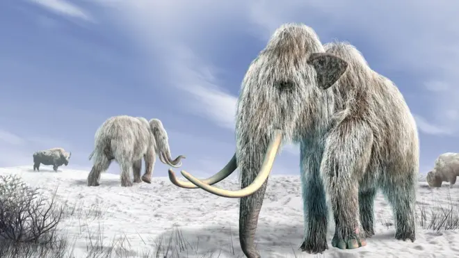 Mengapa mamut punah? Para ahli melempar beberapa teori, dari faktor iklim, aktivitas manusia, hingga penyakit.