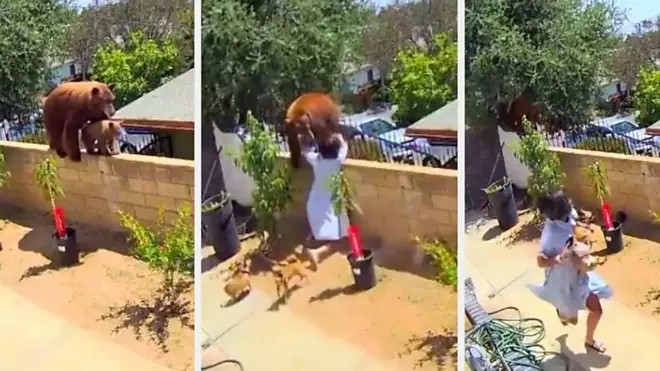 medved u Kaliforniji