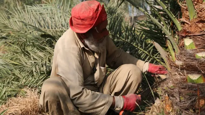۶۰ کلن رحیم شاه د خرما یوې ونې ډډ ته ناست و او په لومړنیو وسایلو چې په عام بازار کې یې پیرلي دي، کاروي: