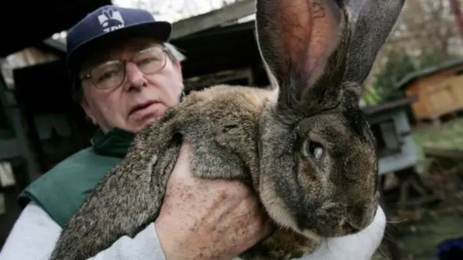 Гигантские кролики могут стоить довольно дорого