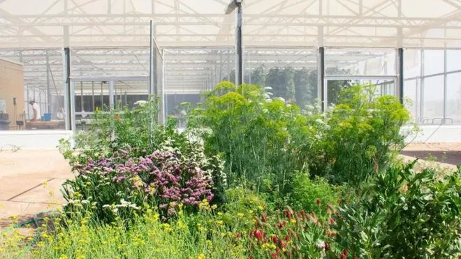 Proyek di Yordania ini bertujuan mengatasi masalah produksi makanan, kelangkaan air, dan energi terbarukan.