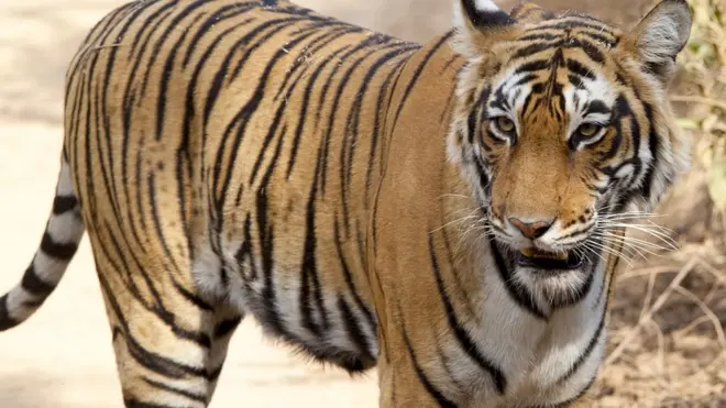 비록 다른 동물들이 훨씬 더 많은 수의 사람을 죽이지만, 호랑이처럼 위협적인 동물은 없다