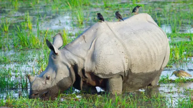 మానస్ నేషనల్ పార్క్‌లోని ఖడ్గమృగం