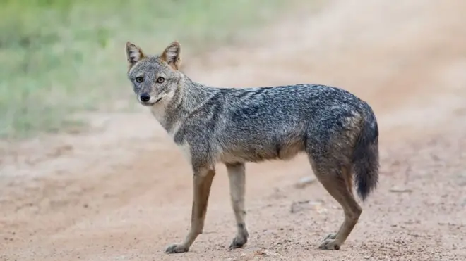 ලංකාවේ නරියා වඳ වීම මොනරු වැඩි වීමට හේතු වුණා'