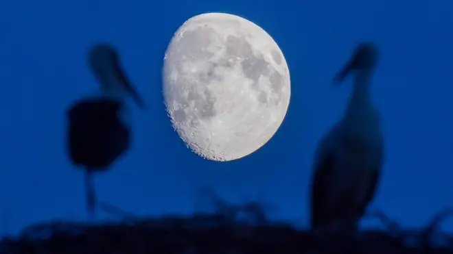 اختلال در چرخه نور طبیعی روند فعالیت بسیاری از جانداران را مختل می‌کند