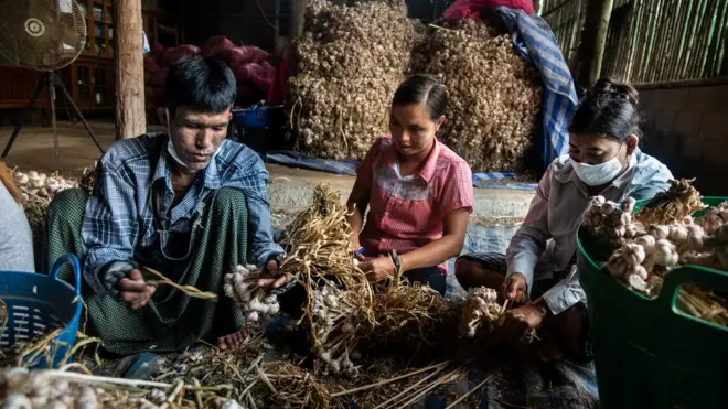 คัดแยกกระเทียมเป็นงานหนึ่งที่ยังเหลือพอให้ทำ เพียงเดือนละหนึ่งถึงสองครั้ง