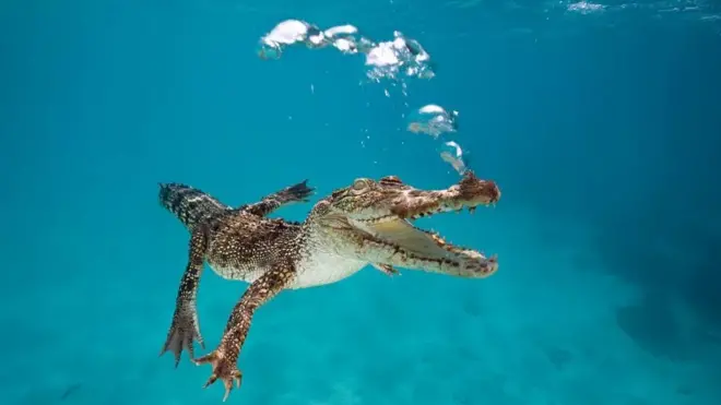 د تمساح برید