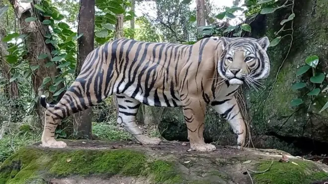 කුරුවිට, බටදොඹ ලෙනෙන් හමුවූ ව්‍යාඝ්‍රයාගේ පොසිලය වසර 17,000ක් පැරණි එකකි