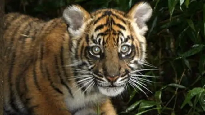 વાઘના બચ્ચાની તસવીર