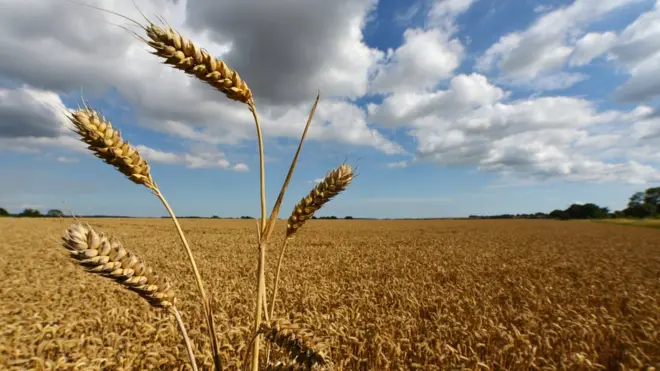 El trigo es uno de los cultivos para los que se está empleando, en algunas regiones del mundo, agua de los acuíferos que no llegan a llenarse por la lluvia a tiempo.