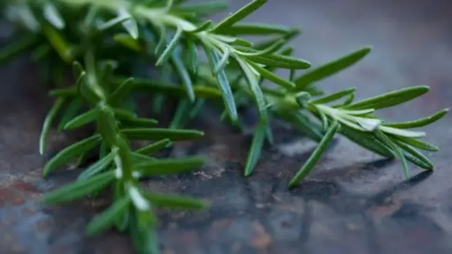 经常当作香料的迷迭香或许对增强记忆有很大帮助。