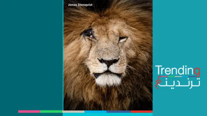 نفوق الأسد سكارفيس أحد أشهر الأسود في إفريقيا