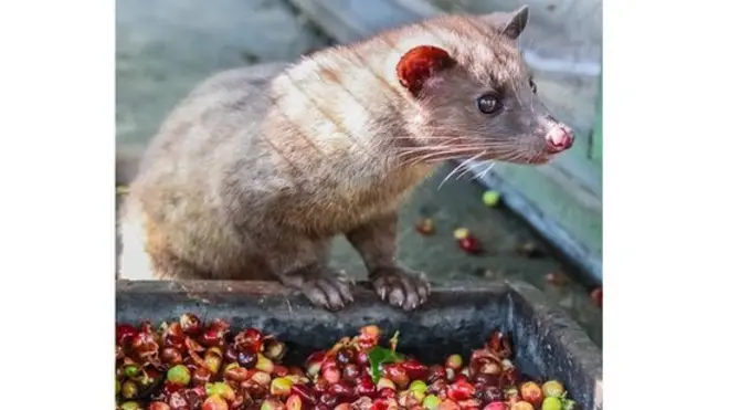 Bangun dan cium kopi Luwak kecil - nama lokal untuk musang.