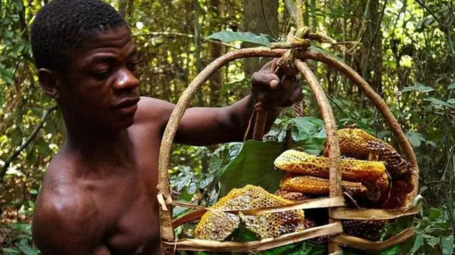 मधुमक्खी, शहद पालन, दक्षिण अफ़्रीक़ा