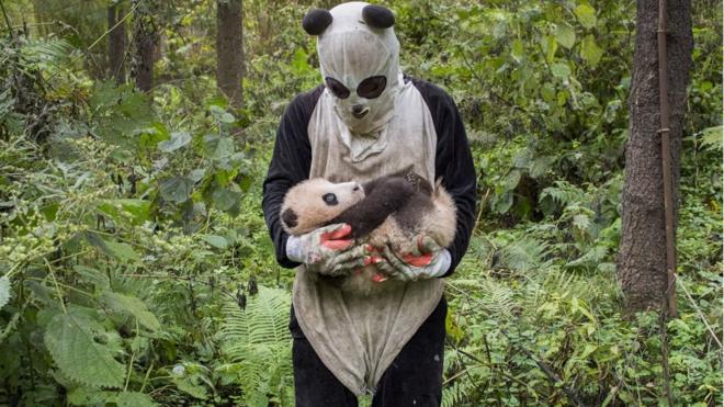 打扮成熊猫的熊猫繁殖中心研究员