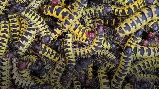 Je unajua kwamba wadudu wamekuwa chakula mbadala kwa binadamu japo siyo kila mmoja anayeweza kula wadudu hawa?.