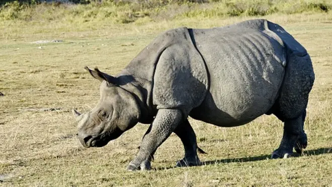 Un rhinocéros