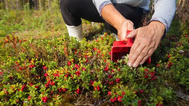 Picking fresh ripe Lingonberries