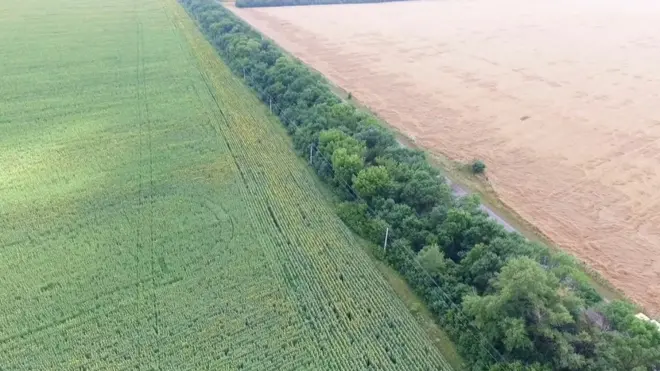 Битва за ліси Приазов'я: чому зникають лісосмуги на Донеччині