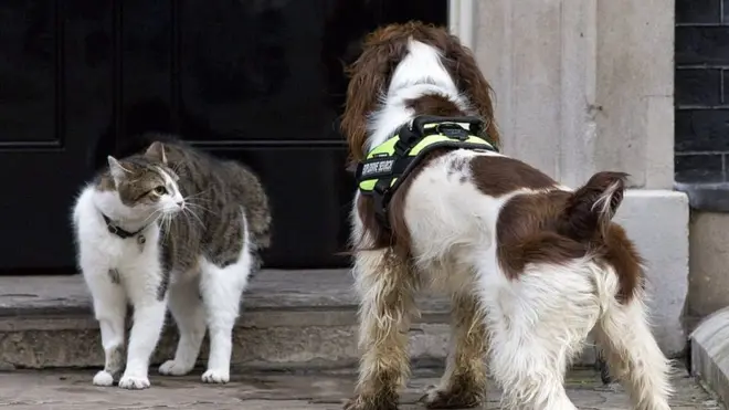 К собакам в резиденции на Даунинг-стрит кот Ларри относится настороженно