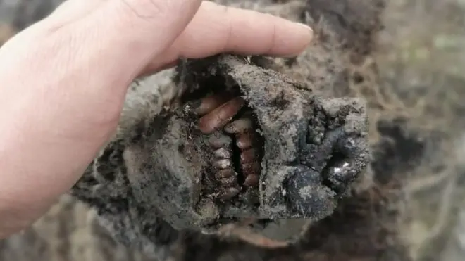 The Ice Age-era bear was found on the Lyakhovsky Islands in north-east Russia