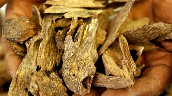 öd ağacı kabukları